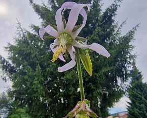 Michauxia campanuloides