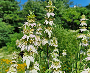 Monarda punctata