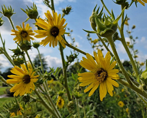Silphium laciniatum