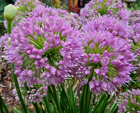 Allium ‘Millenium’