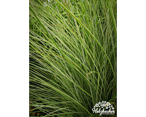 Miscanthus sinensis ‘Morning Light’