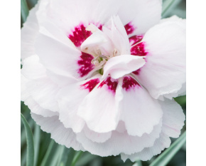 Dianthus plumarius ‘Angel of Virtue’