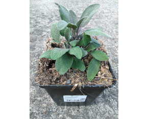 Salvia officinalis ‘Purpurascens’