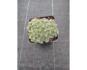 Vitaliana primuliflora ‘subsp. assoana’