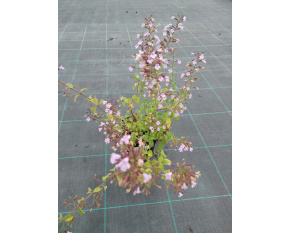 Calamintha nepeta ‘Blue Cloud’