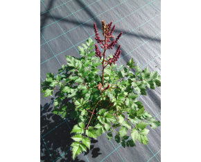 Astilbe ‘Purple Rain’