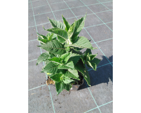 Monarda ‘Bee-Free’