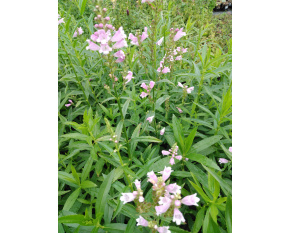 Physostegia virginiana ‘Rose’