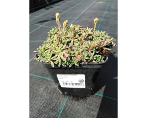 Saxifraga crustata