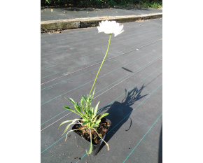 Scabiosa caucasica ‘Perfecta Alba’