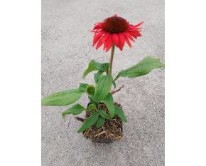 Echinacea ‘Cheyenne Spirit’