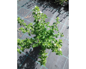 Calamintha nepeta ‘subsp. nepeta