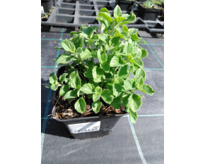 Calamintha nepeta ‘Blue Cloud’