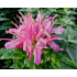 Monarda ‘Pink Frosting’