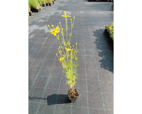 Coreopsis verticillata ‘Grandiflora’