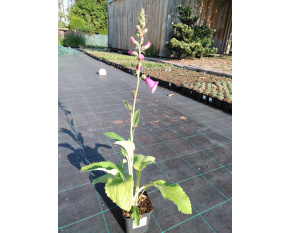Digitalis purpurea ‘Purple’