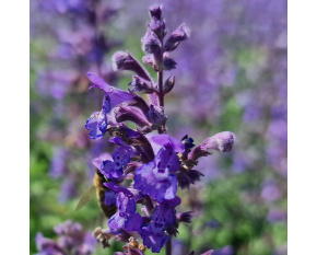 Nepeta racemosa ‘Walker's Low’