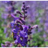 Nepeta racemosa ‘Walker's Low’
