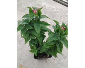 Monarda ‘Pink Frosting’