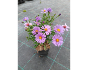 Aster dumosus ‘Early Blue’