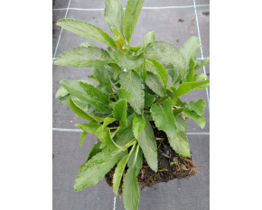 Veronica spicata ‘Rotfuchs’