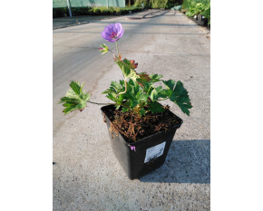 Geranium ‘Rozanne’