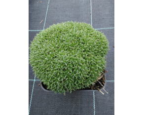 Dianthus arpadianus ssp. pumilus