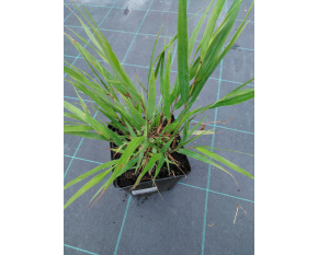 Hakonechloa macra ‘Greenhills’