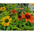 Echinacea ‘Cheyenne Spirit’