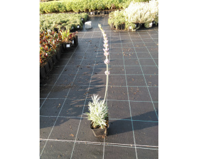 Lavandula x intermedia ‘Grosso’