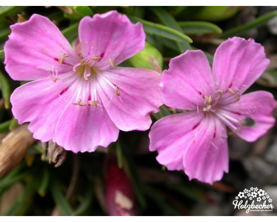 Dianthus microlepis