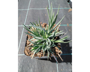 Dianthus plumarius ‘Pretty Becky’