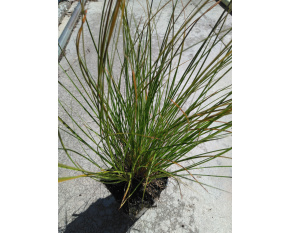 Carex testacea ‘Prairie Fire’