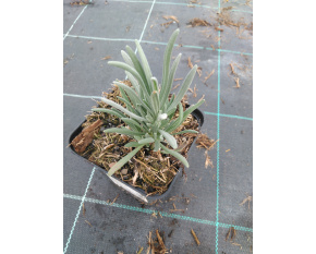 Lavandula angustifolia P9x9
