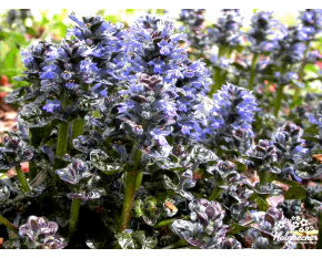 Ajuga pyramidalis ‘Metallica Crispa’