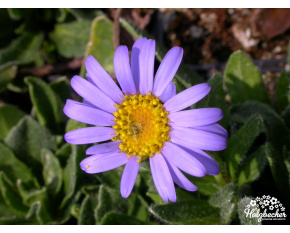 Aster natalensis