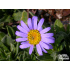 Aster natalensis