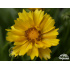 Coreopsis grandiflora ‘Illico’