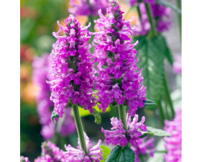 Stachys monnieri ‘Hummelo’