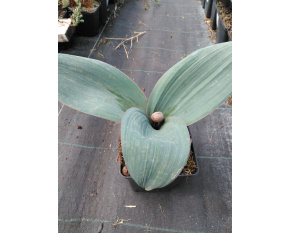 Allium karataviense