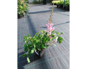 Astilbe chinensis ‘Pumila’