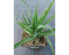 Hemerocallis ‘Sammy Russell’