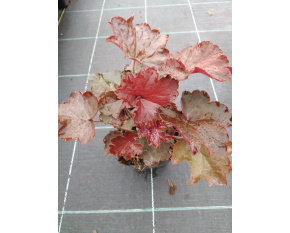 Heuchera villosa ‘Palace Purple’