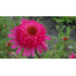 Echinacea ‘Southern Belle’
