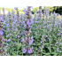 Nepeta grandiflora ‘Veluws Blauwtje’