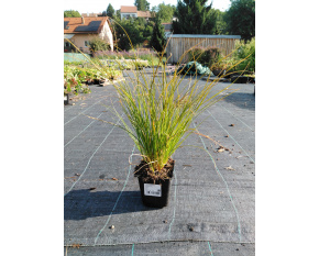 Carex testacea ‘Prairie Fire’