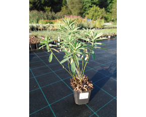 Euphorbia polychroma