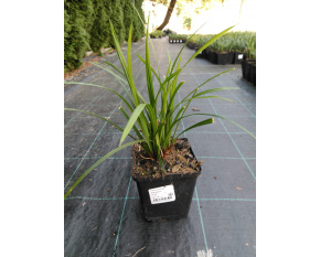 Carex morrowii ‘Irish Green’