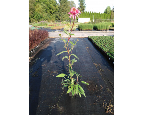 Echinacea ‘Southern Belle’
