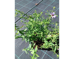 Aster oblongifolia ‘October Skies’